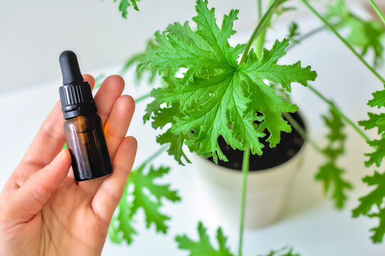 Close-up of a woman's hand holding a bottle of essential oil and a Citronella Geranium (Scent Geranium, Pelargonium) leaf on a bush.