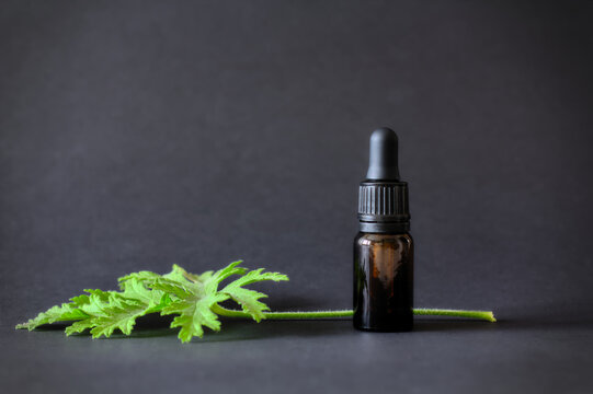 Essential oil in a brown bottle on a black background, accompanied by fresh Citronella Geranium leaves (Scent Geranium, Pelargonium). Copy space.