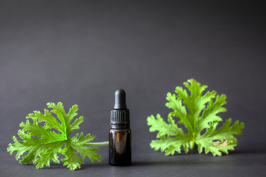 Essential oil in a brown bottle on a black background, accompanied by fresh Citronella Geranium leaves (Scent Geranium, Pelargonium). Copy space.