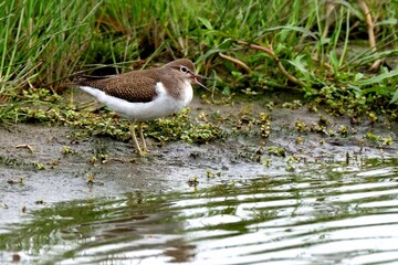 Ein Flussuferläufer (Actitis hypoleucos) im typischen Biotop.