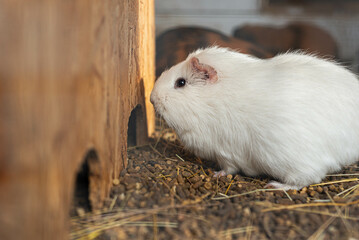 cute white guinea pig eating vegetables