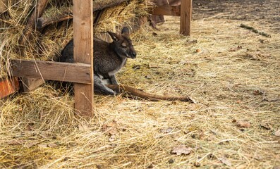 wallaby resting in stable outdoor