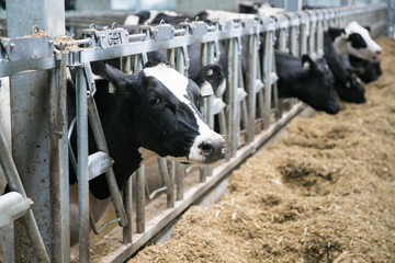 Calves young livestock industrial farm