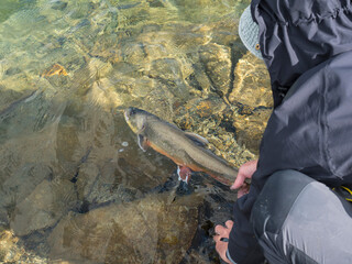 Fisherman releasing his trophy to the clear artic lake. Man figure holding tale of big Arctic char or charr, Salvelinus alpinus Catch and release principle © Kristyna