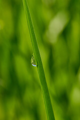 Green blade of grass with water drops on a blurred natural background. Shallow depth of field
