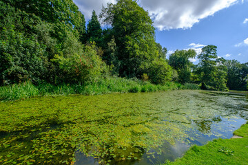 Beautiful landscape of trees foliage and a Pond full of water lilies in West Yorkshire outside Leeds, UK