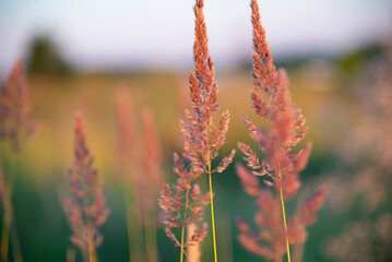 Meadow grass close-up in the golden hour. Ears of grass in a summer field. The concept of nature. - 486074561