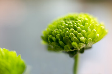 Spring is coming © Magda
