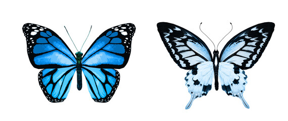 Naklejka premium Color monarch butterflies, isolated on the white background