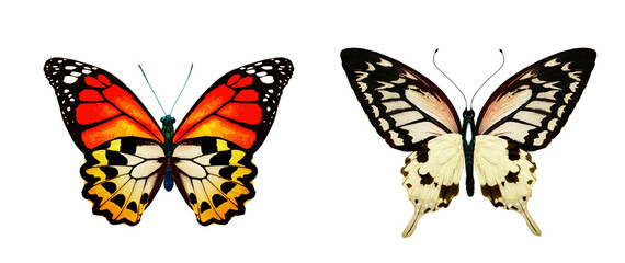 Color monarch butterflies, isolated on the white background