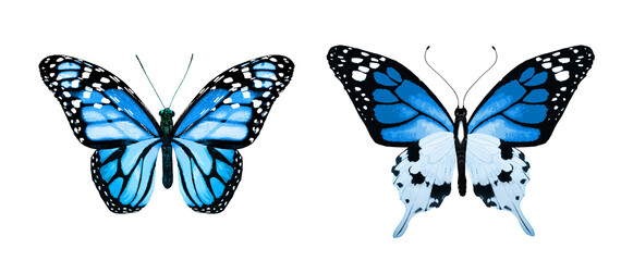 Color monarch butterflies, isolated on the white background