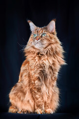 Red Maine Coon cat. Studio portrait large cat withwith long tassels on big ears, Isolated on dark background.