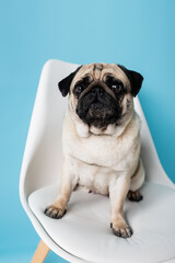 fawn color pug looking at camera while sitting on chair on blue background