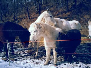 brązowy i biały koń w promieniach słońca za ogrodzeniem wczesną zimą na tle drzew 