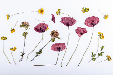 Composition of poppies and other dried and crushed colored flowers on a white background