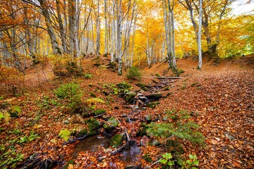 Mountain river with autumn leaves