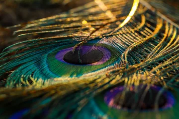 Keuken spatwand met foto Peacock feather background. © Sunanda Malam