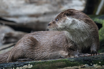 Fototapeta premium Close-up portrait of cute eurasian otter is in a pond