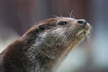 Close-up portrait of cute eurasian otter is in a pond