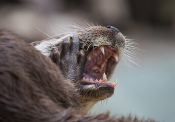 Close-up portrait of cute eurasian otter is in a pond