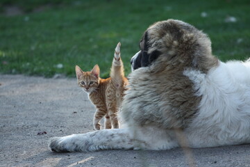 Kitten together with Pyrenean Mastiff