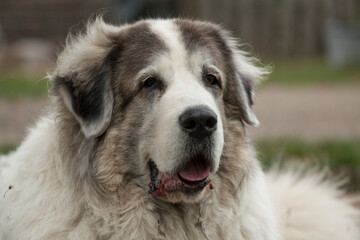 Head of a female Pyrenean Mastiff