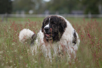 Pyrenean Mastiff outside in the meadow