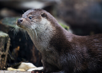 Close-up portrait of cute eurasian otter is in a pond