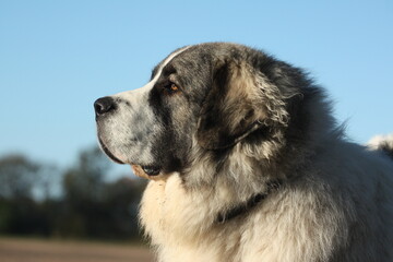 Head of a young Pyrenean Mastiff