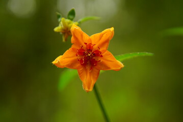 orange flower