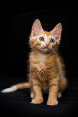 Cute kitten with bright beautiful eyes. Red little kitten of mixed breed on a black background in the studio.