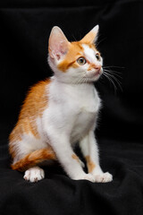 Cute kitten with bright beautiful eyes. Red little kitten of mixed breed on a black background in the studio.