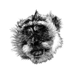 monkey head looks slightly sideways with downcast eyes, sketch vector illustration in graphic style on white background