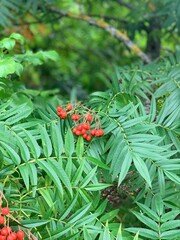 rowan branch in the garden