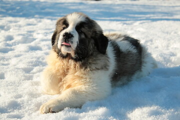 Pyrenean Mastiff puppy lying in the snow.