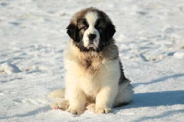 Beautiful Pyrenean Mastiff puppy in the snow.