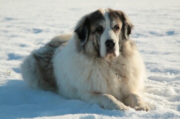 Beautiful female Pyrenean Mastiff lying in the snow.