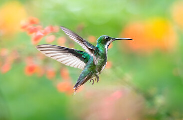 Naklejka premium Female Black-throated Mango hummingbird, Anthracothorax nigricollis, in flight facing away from the camera with colorful flowers blurred in the background.