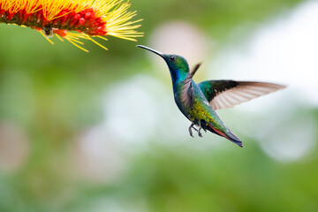 Exotic, glittering male Black-throated Mango hummingbird, Anthracothorax nigricollis, in flight feeding on a tropical Combretum flower with a blurred, bokeh background. © Chelsea Sampson