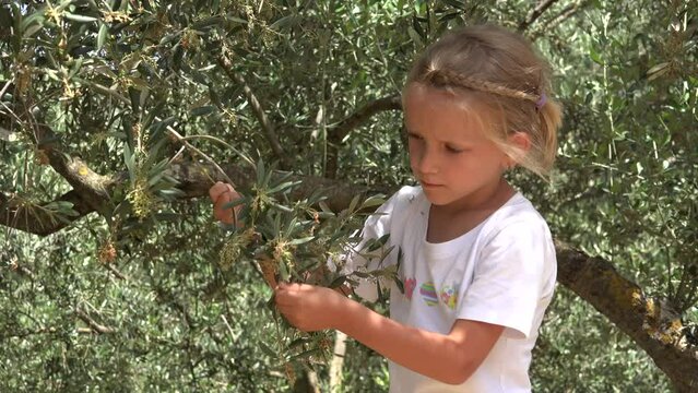Farmer Child Picking Olives, Kid Playing in Orchard, Girl Studying Fruits by Tree, Oil Agriculture Industry in Lefkada Greece Island