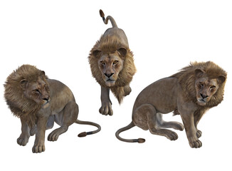 Male Lion pose set 2