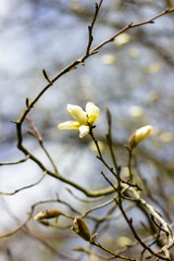 blooming tree in spring