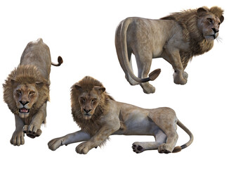 Male Lion pose set 1