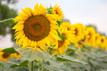 Obraz premium blooming sunflower close-up. Agronomy, agriculture and botany.