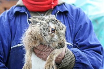 Operator or breeder holds an European brown hare to check the health of the wild animal -...