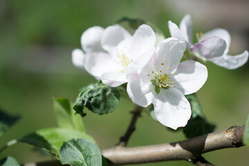 white apple blossom on a twig on a green spring background