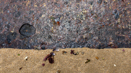 sand and rusted steel with shells and seaweed