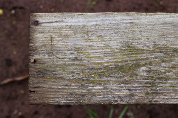 old wooden board with lichen and rusted nails as grey background