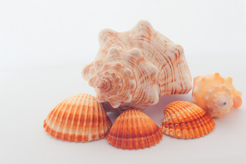 Different types of sea shells on a white background