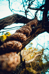 Fototapeta premium tree in the forest
